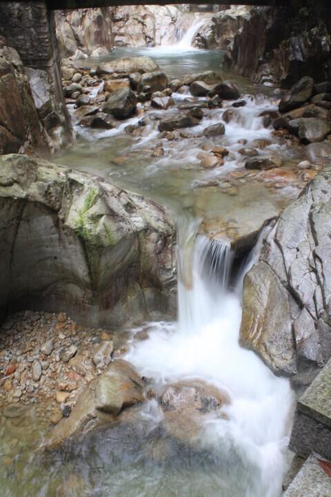 长土里的植物叫土生植物吗？游戏画面